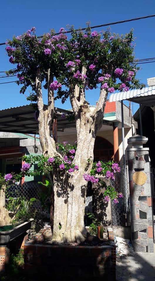 mua-ban-cay-bang-lang-bonsai