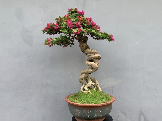cây hoa giấy mỹ bonsai