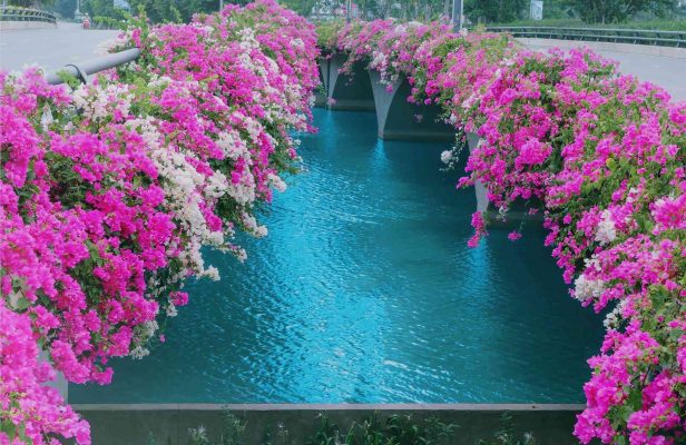 Vườn hoa giấy đẹp nhất Việt Nam