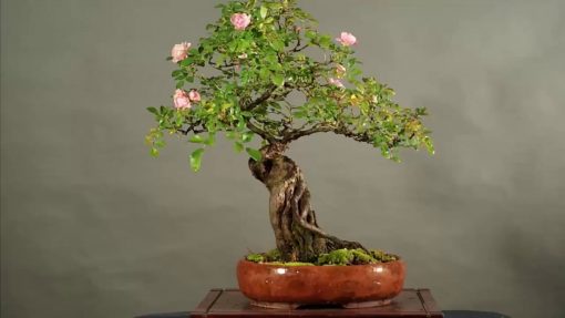 Hoa hồng bonsai mini