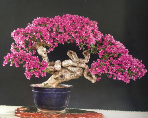 cây hoa giấy bonsai