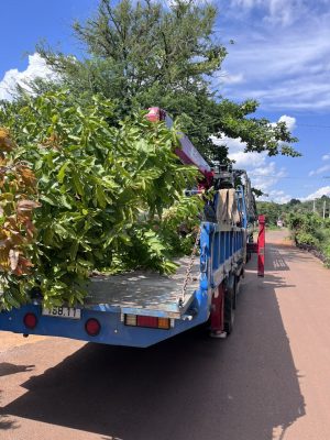 Giá cây bằng lăng trắng về Hà Tĩnh