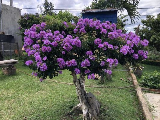 Cây bằng lăng thái bao lâu ra hoa?