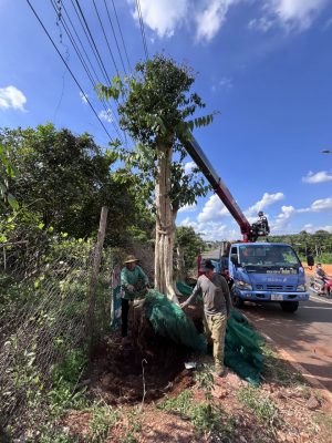 Cây bằng lăng thái bao lâu ra hoa Trồng ở Kiên Giang