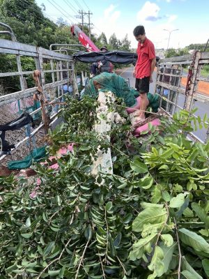 Cây bằng lăng thái màu hồng bán về Hà Tĩnh