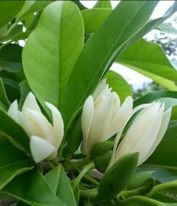Bán cây ngọc lan cổ thụ tại Bình Long