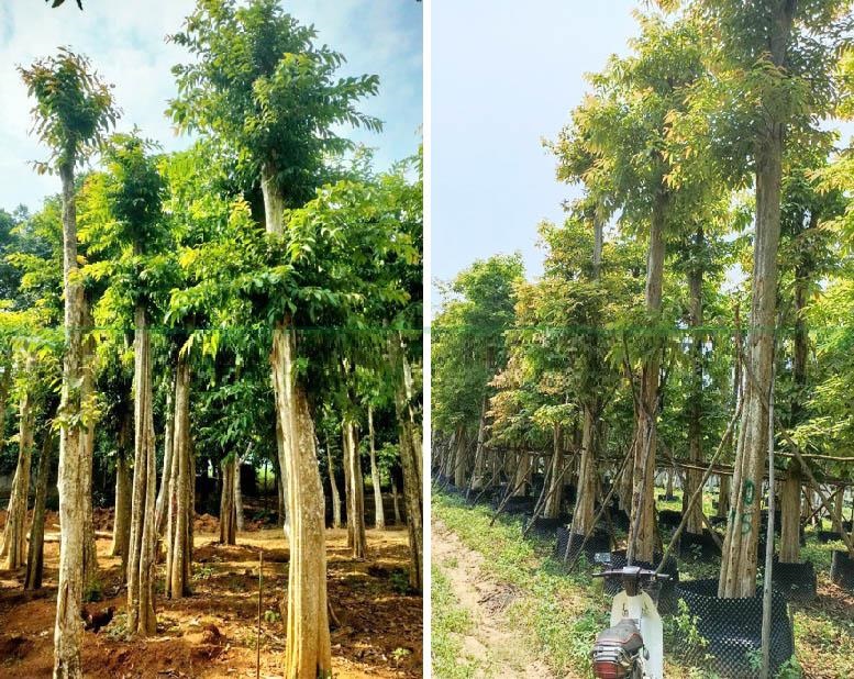 Bán Cây Bằng Lăng Trắng Cao 15m: Lựa Chọn Hoàn Hảo Cho Sân Vườn Của Bạn