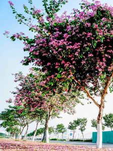 Bán cây bằng lăng: Hướng dẫn toàn diện từ A đến Z