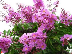 Bán cây bằng lăng ổi công trình tại Bình Long