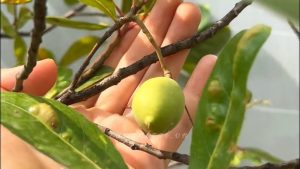 Bán cây cà na rừng tại Bình Long