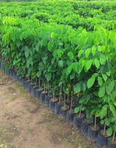Bán cây cảnh online tại Bình Phước