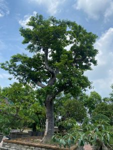 Bán cây chay cổ thụ tại Phước Long