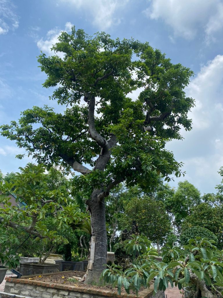 Bán cây chay cổ thụ tại Phước Long