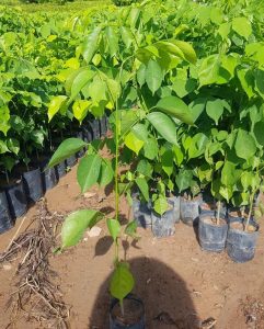 Bán cây giáng hương đỏ tại Bình Long