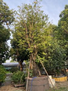 Bán cây khế cổ thụ công trình tại Bình Long