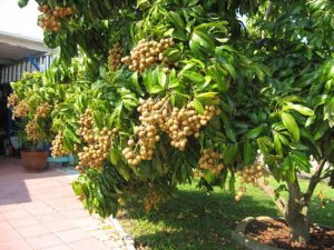 Bán cây long nhãn công trình tại Bình Long