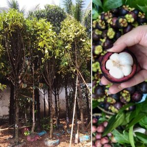Bán cây măng cụt công trình tại Phước Long