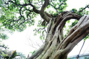 Bán cây sơ ri cổ thụ tại Bình Long