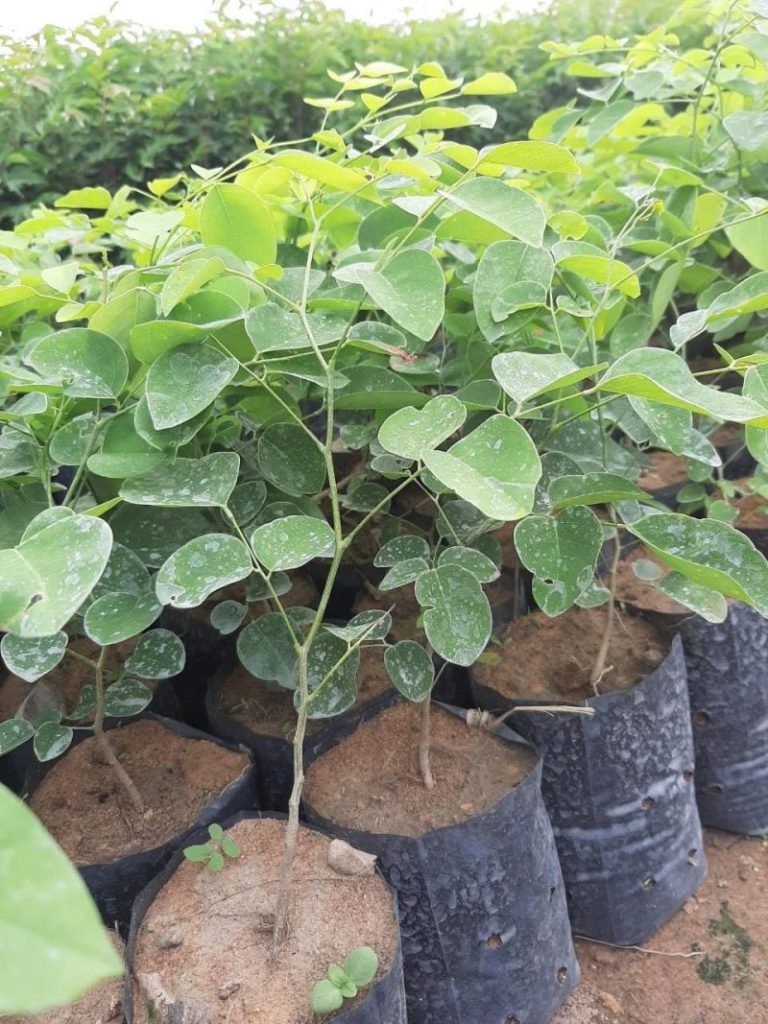 Bán cây trắc đỏ công trình