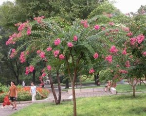 Bán cây tường vy công trình tại Bình Long