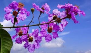 Bằng lăng nở khi nào? Ở Hồ Chí Minh tháng mấy nở?