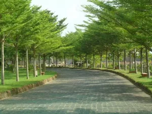 Báo giá cây bàng đài loan công trình
