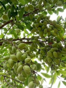 Báo giá cây cà na công trình tại Bình Long