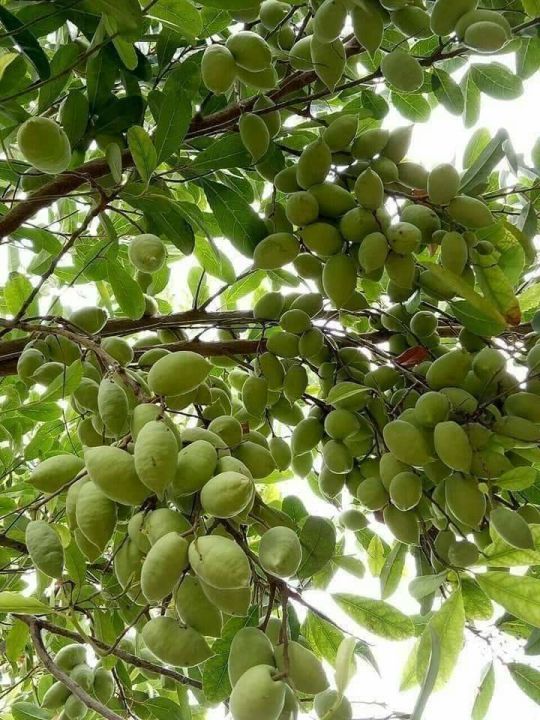 Báo giá cây cà na công trình tại Bình Long