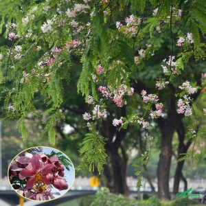 Báo giá cây muồng hoa anh đào công trình