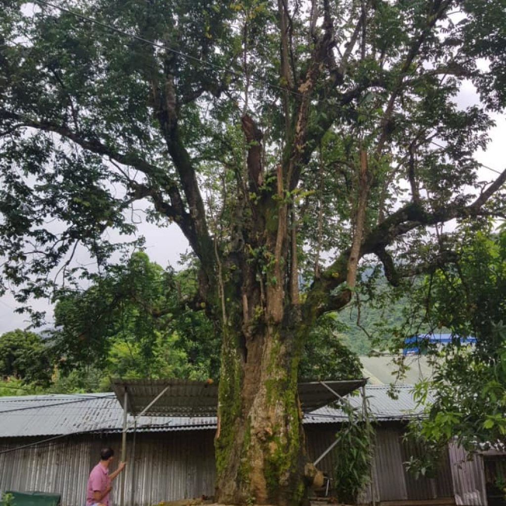 Báo giá cây trâm công trình tại Bình Long