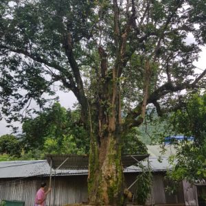 Báo giá cây trâm công trình tại Bình Long