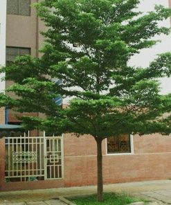 CÂY BÀNG ĐÀI LOAN