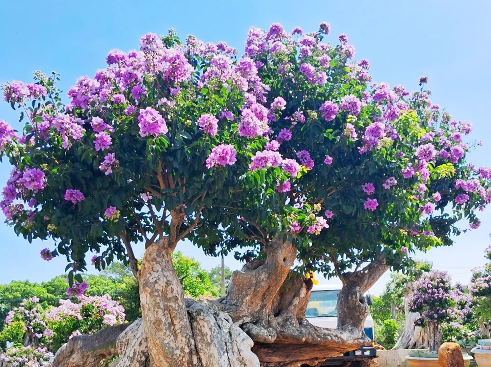 CÂY BẰNG LĂNG TÍM CỔ THỤ
