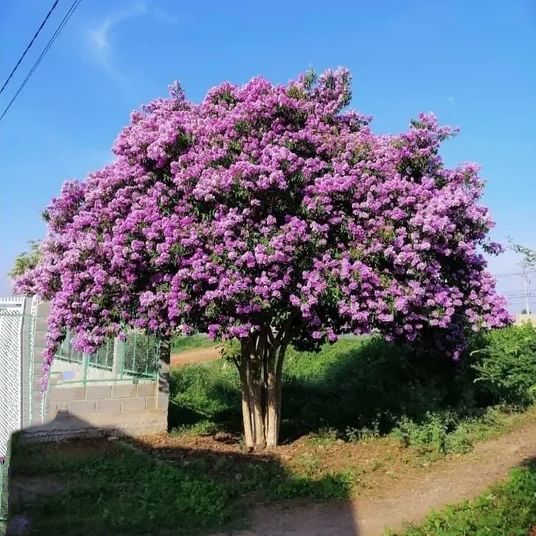 CÂY BẰNG LĂNG TÍM CỔ THỤ