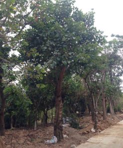 CÂY BỒ ĐỀ ĐỎ