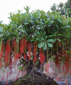 CÂY LỘC VỪNG