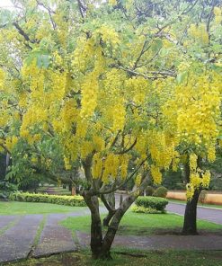CÂY MUỒNG HOÀNG YẾN (OSAKA VÀNG HAY HOÀNG HẬU VÀNG)