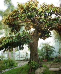 CÂY VÚ SỮA