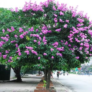 Cách Bảo Vệ Cây Bằng Lăng Khỏi Sâu Đục Thân