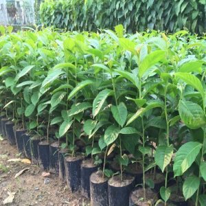 Cách chọn cây bằng lăng tốt