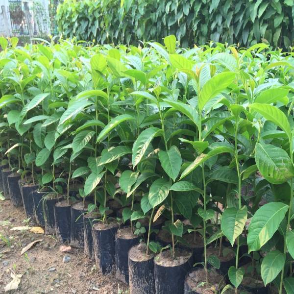 Cách chọn cây bằng lăng tốt