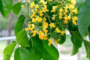 Cách nhận biết cây gỗ giáng hương