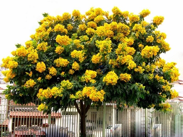 Cách trồng và cách chăm sóc cây giáng hương
