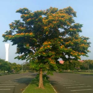 Cách trồng và chăm sóc cây Giáng Hương