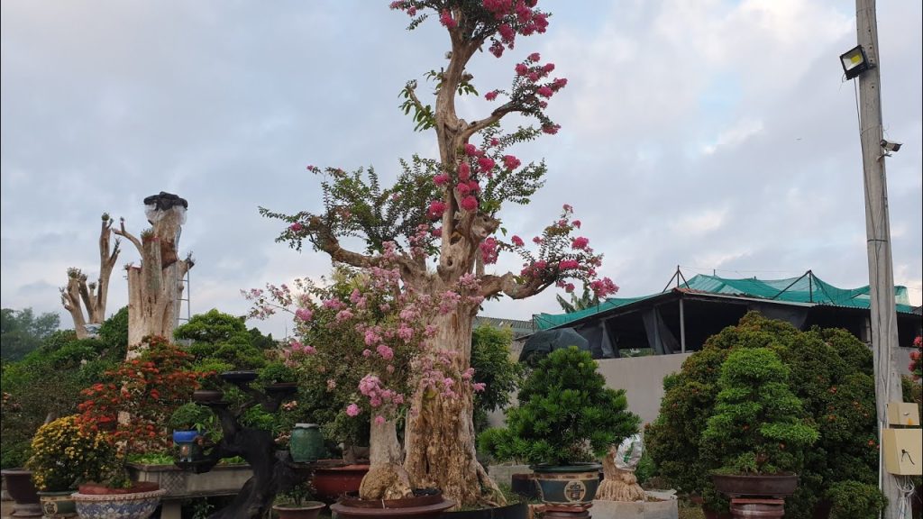 Cây Bằng Lăng Có Thể Ghép Được Với Cây Nào?