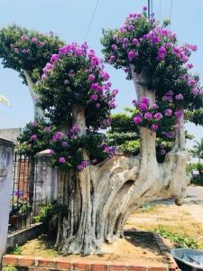Cây Bằng Lăng Có Thể Ghép Được Với Cây Nào?
