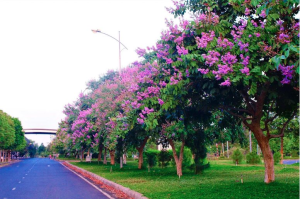 Cây Bằng Lăng Trồng Làm Hàng Rào