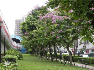 Cây Bằng Lăng trong Kiến Trúc Cảnh Quan