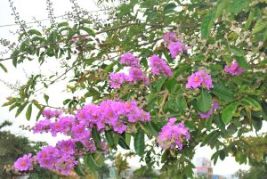 Cây bằng lăng có hoa màu gì khác ngoài tím?
