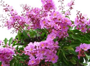 Cây bằng lăng có ý nghĩa gì? Mua cây cổ thụ về Quảng Ninh vận chuyển được hông?
